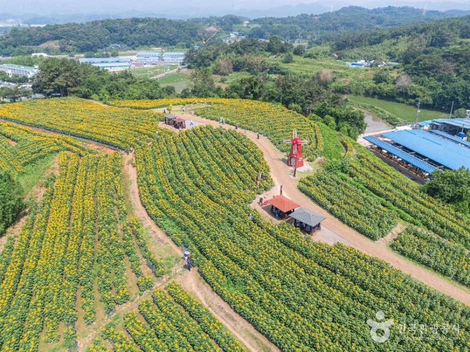 함안_강주 해바라기 마을 (6)
