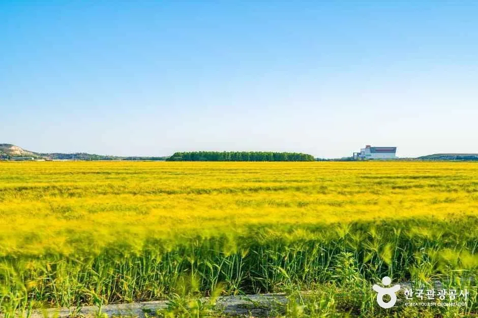 군산_옥녀교차로 청보리밭 (5).jpg