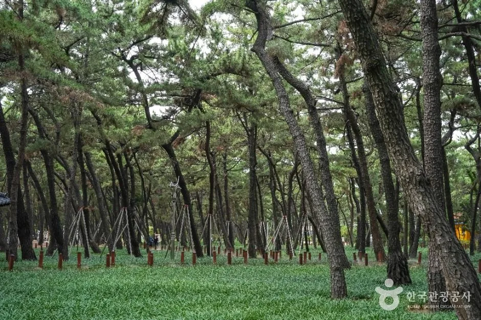 포항_송도솔밭도시숲 (2)