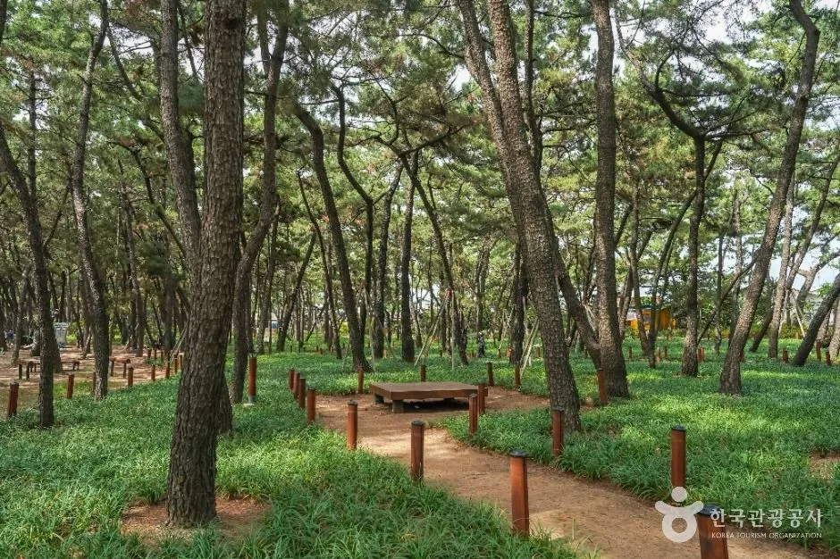 포항_송도솔밭도시숲 (6)