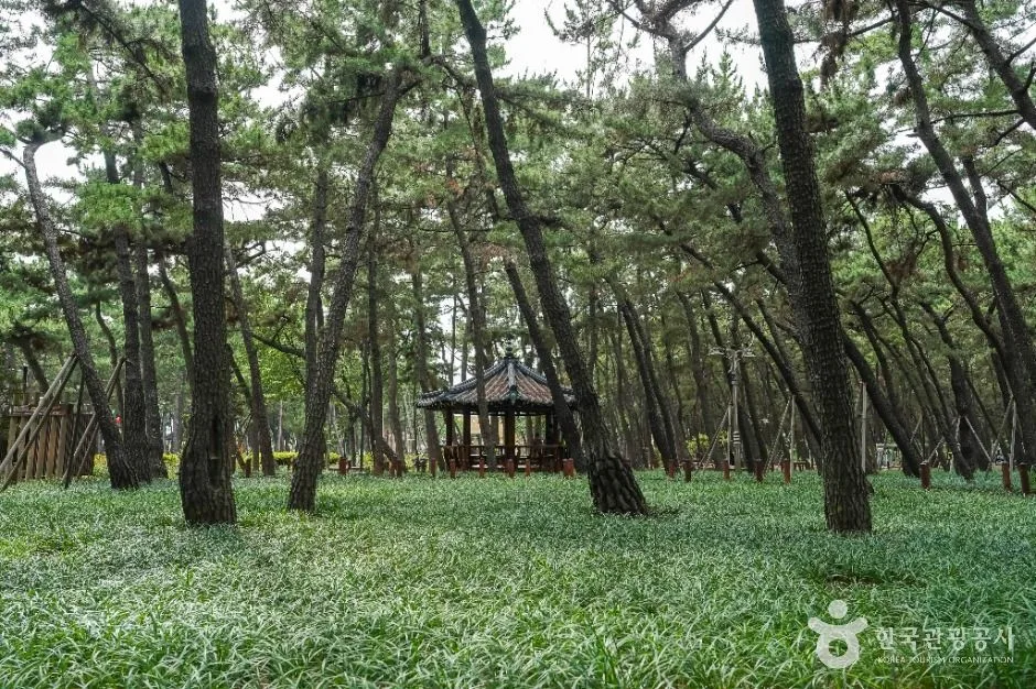 포항_송도솔밭도시숲 (5)