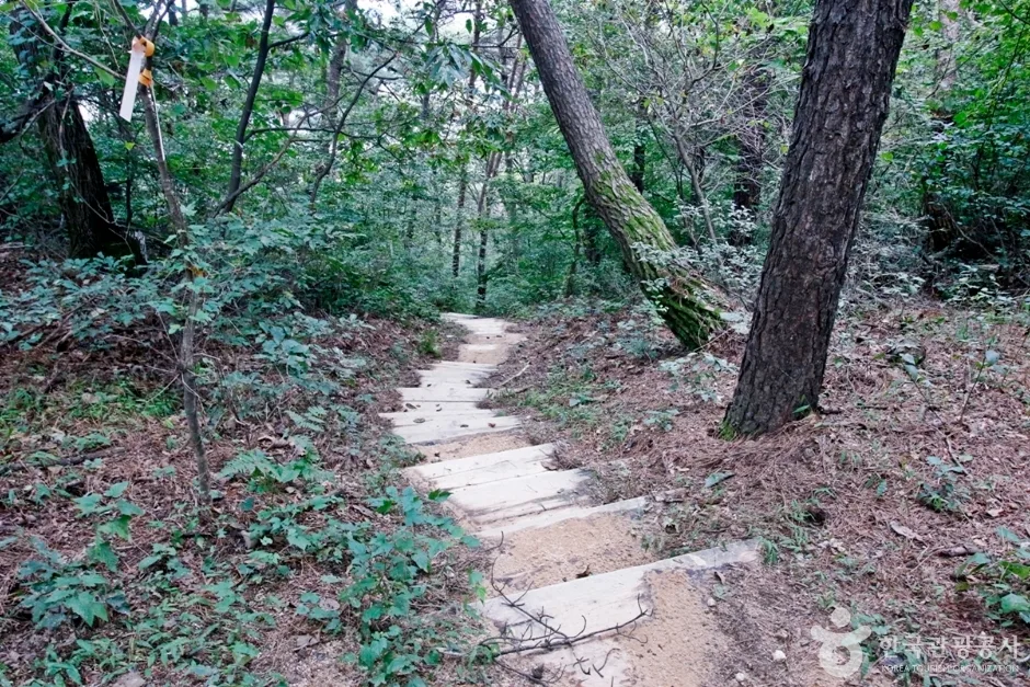 대전 보문산 행복 숲 둘레길 (10)