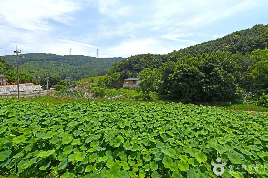 보련마을 (4)
