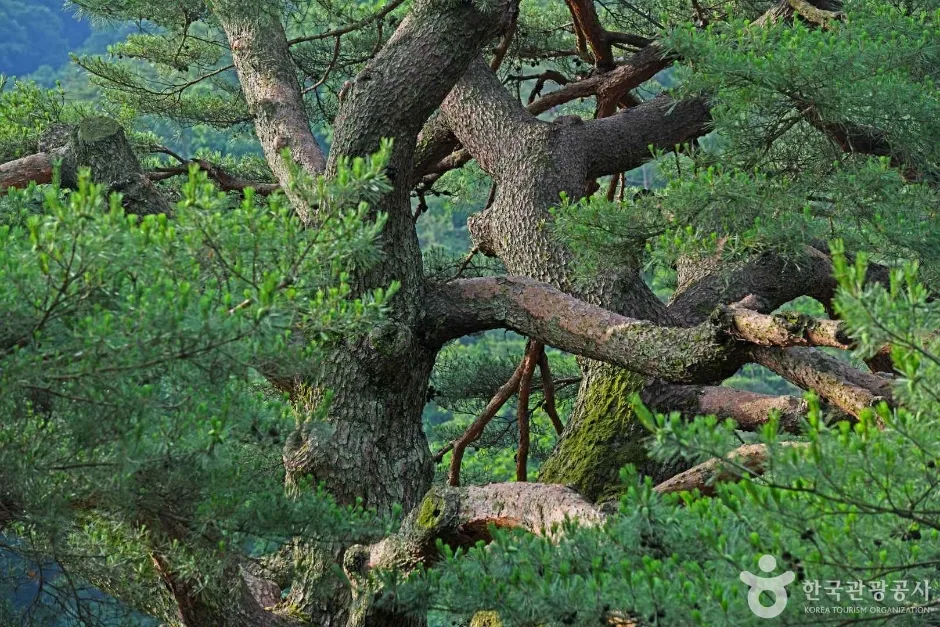 보은 서원리 소나무 (4)