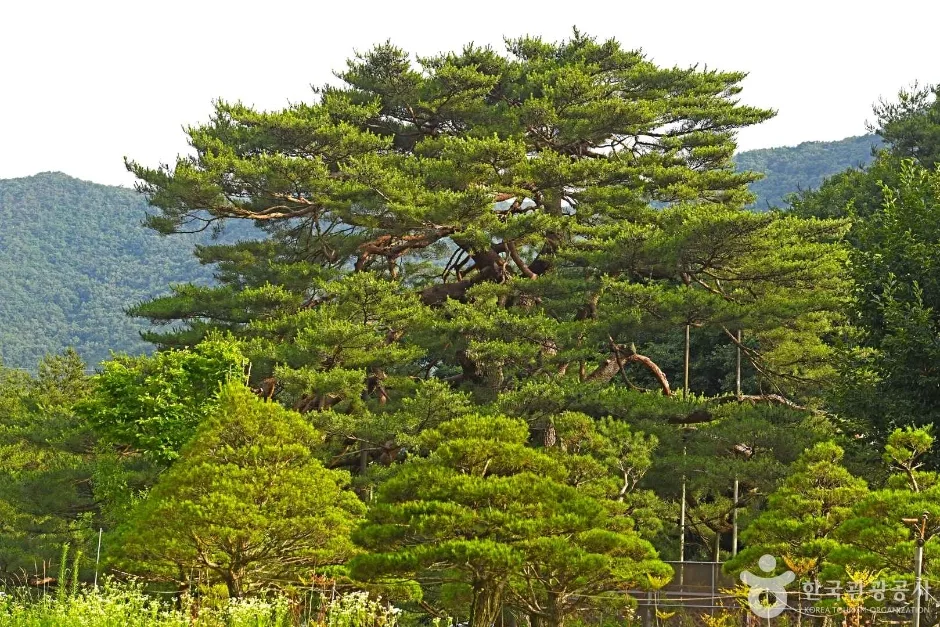 보은 서원리 소나무 (5)