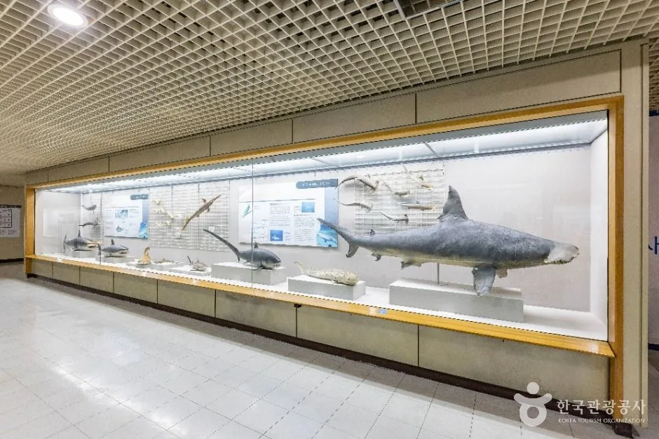 부산_부산해양자연사박물관 (5)