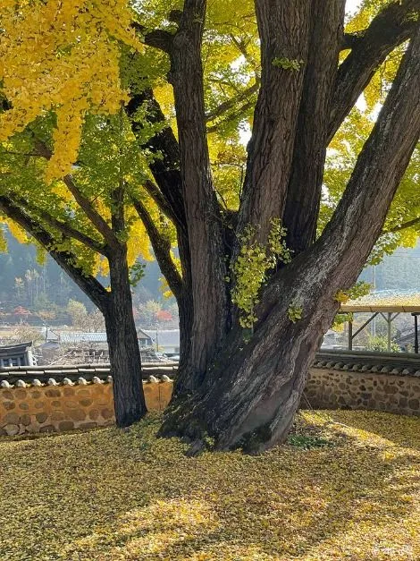화순_학포당 (3)