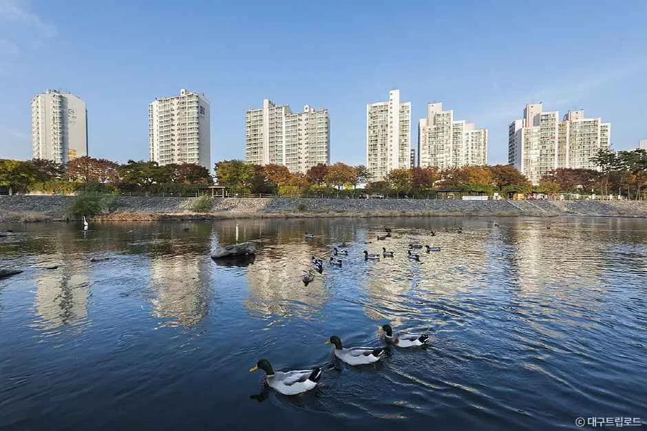 대구_신천 (1).jpg