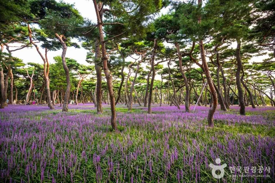 황성공원