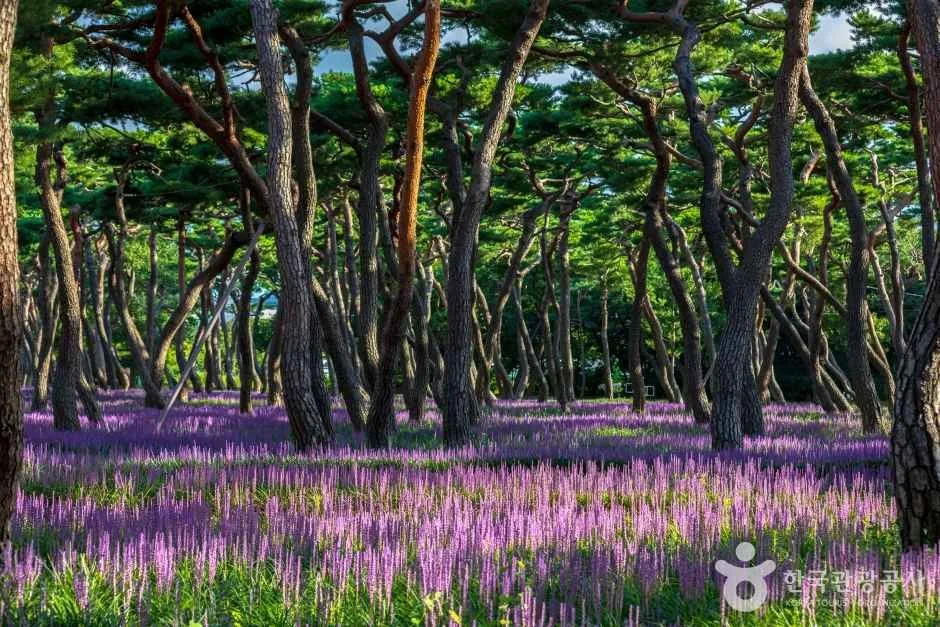 황성공원