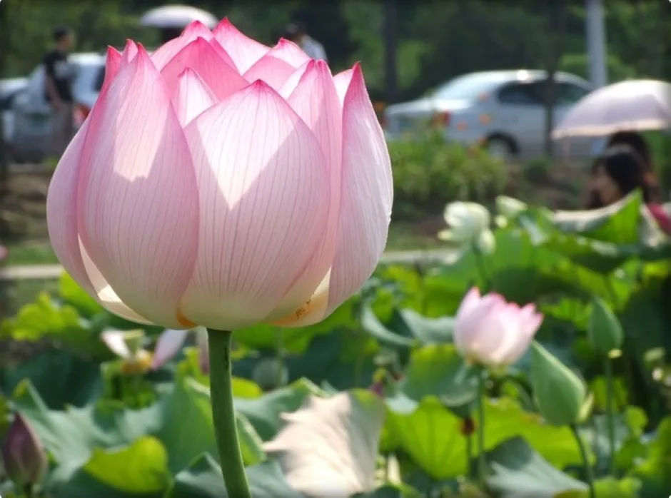 용화사_연꽃