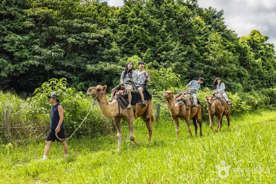 제주_낙타트레킹 (5)