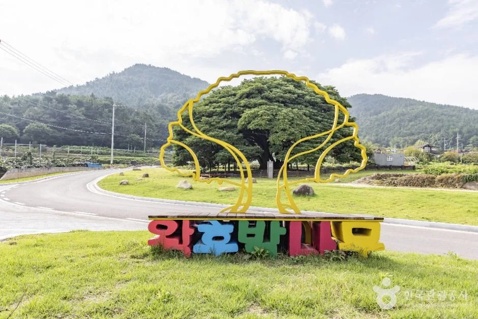 남해_남해 창선도 왕후박나무 (5)