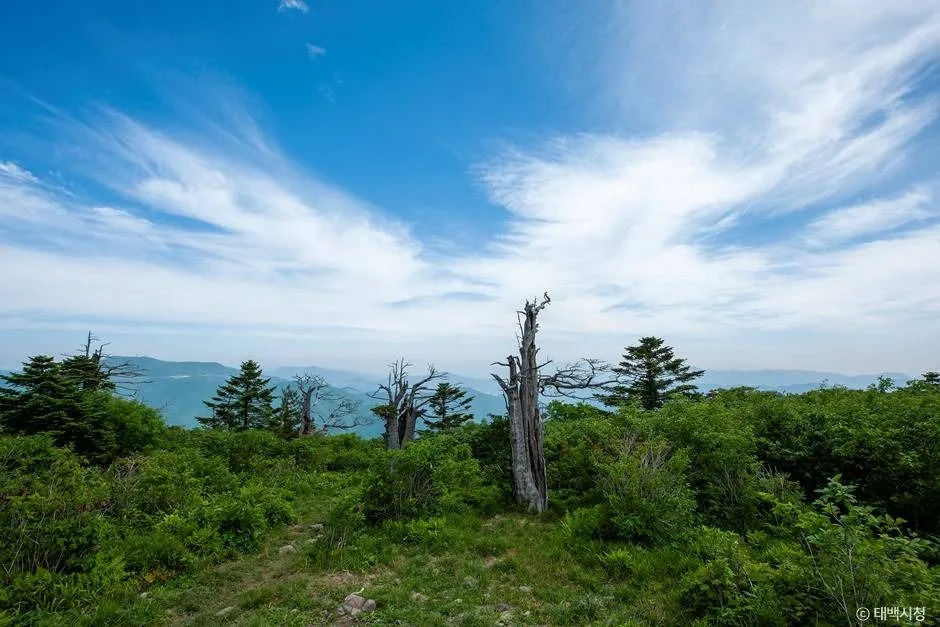 태백_태백산 국립공원 (2)