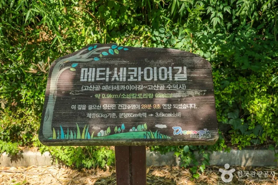 고산골 메타쉐콰이어길 (1)