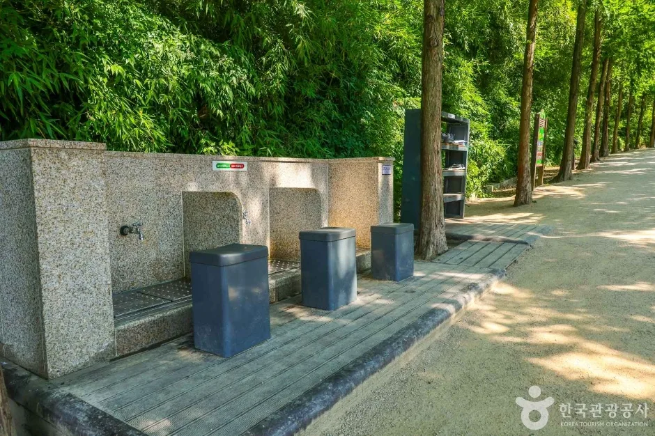 고산골 메타쉐콰이어길 (5)