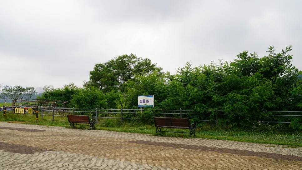기흥호수공원_코스모스