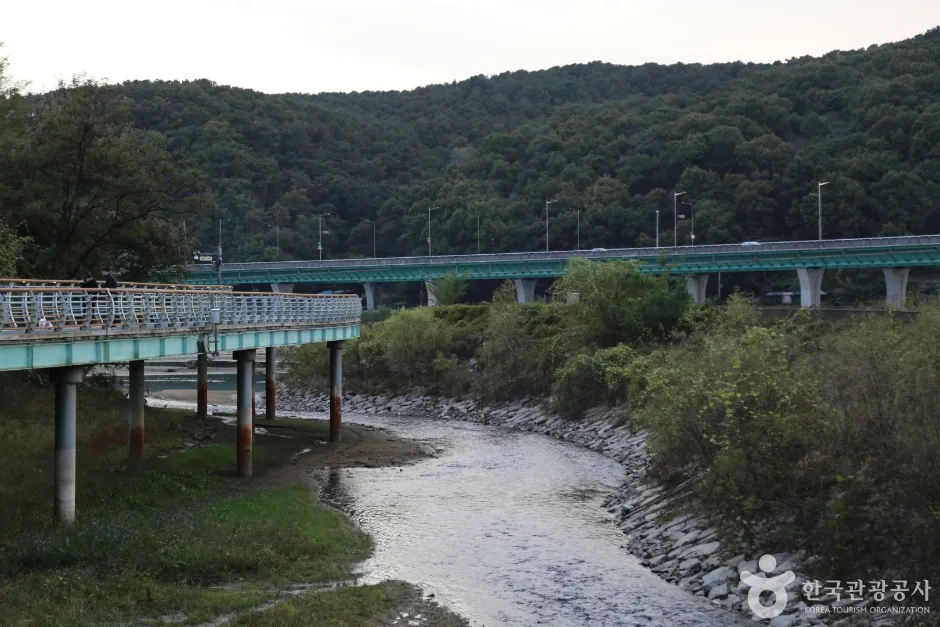 기흥호수공원_접시꽃