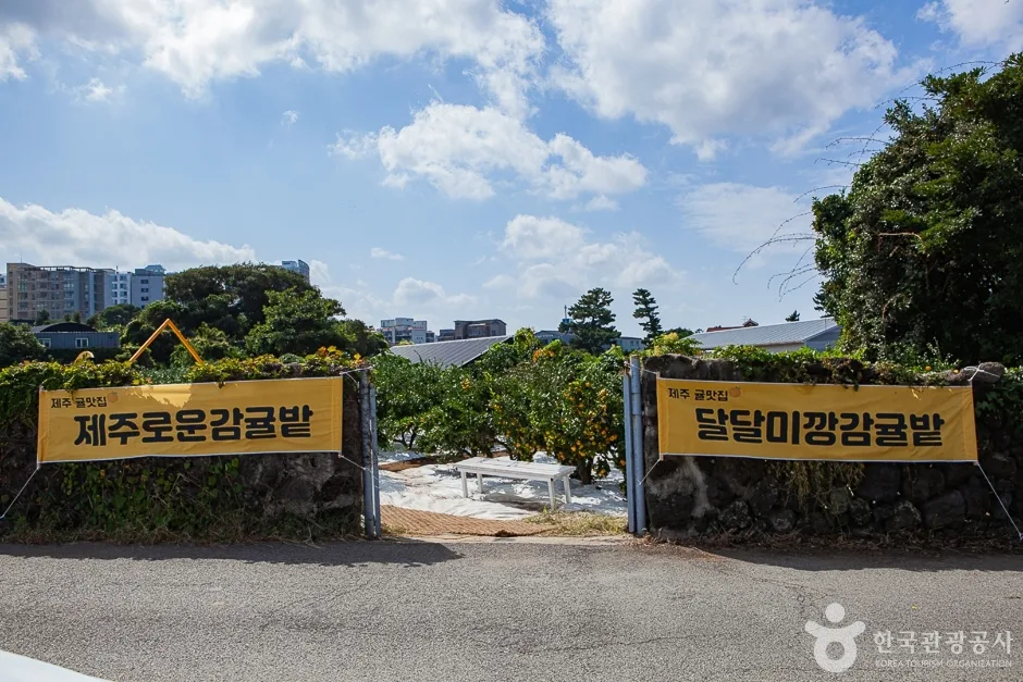 달달미깡감귤밭(10)