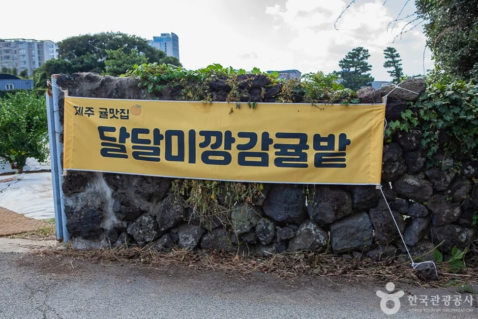 달달미깡감귤밭(4)