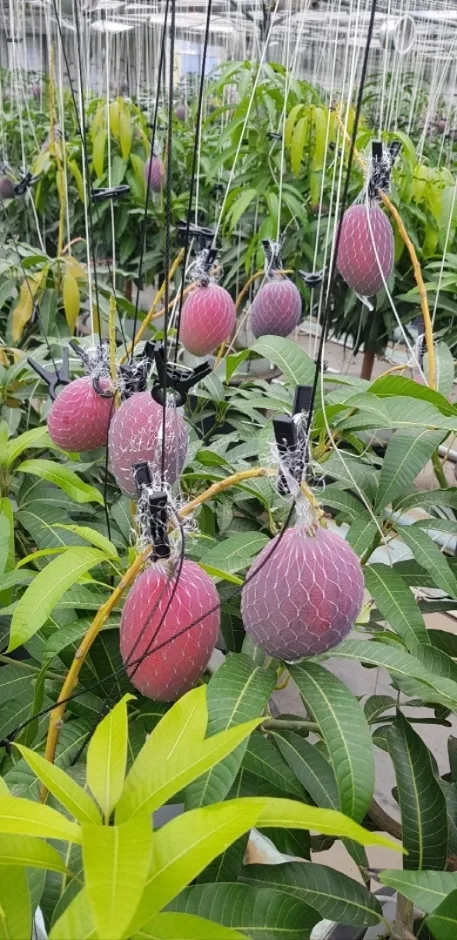 다향농장_애플망고_1
