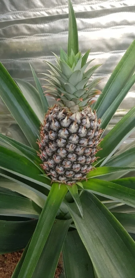 다향농장_파인애플