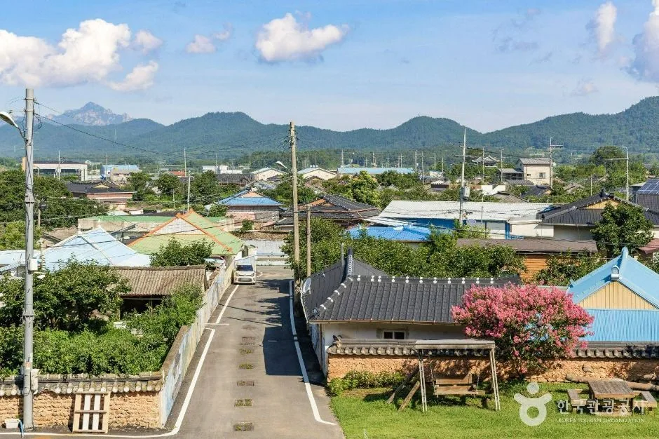 강진_강진 삼인리 비자나무  (6)