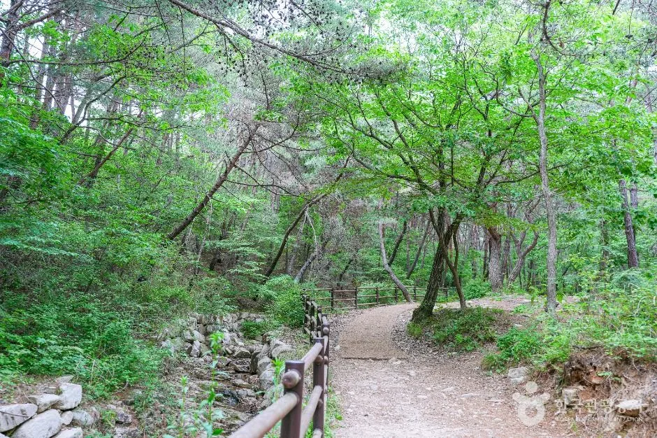 울산_북구 편백산림욕장 (2)