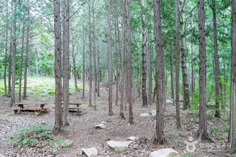 울산_북구 편백산림욕장 (4)