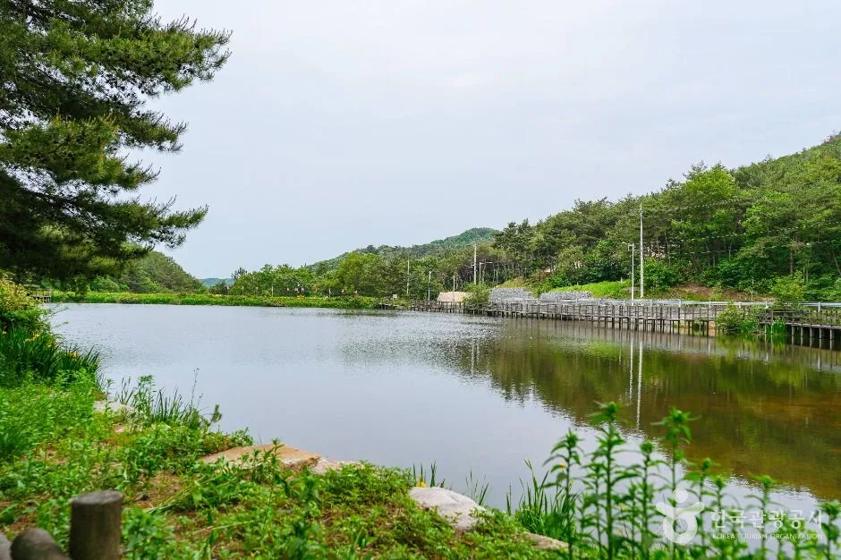 울산_북구 편백산림욕장 (5)