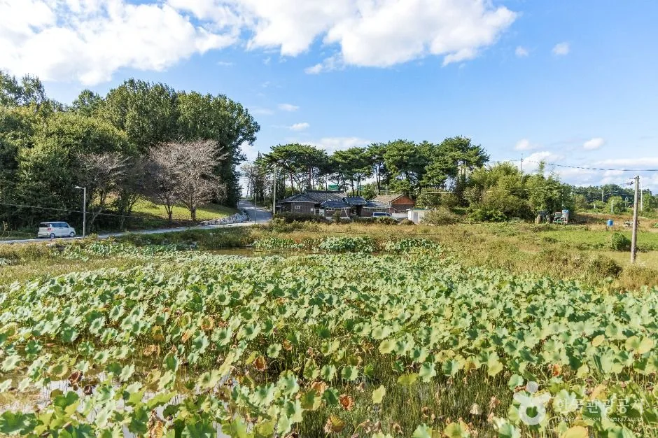익산_다송무지개매화마을 (6)