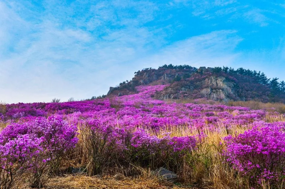 거제_대금산(거제) (2)