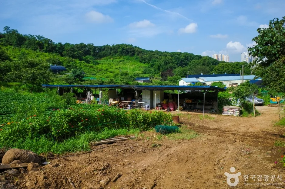 계수밤농장 (5)