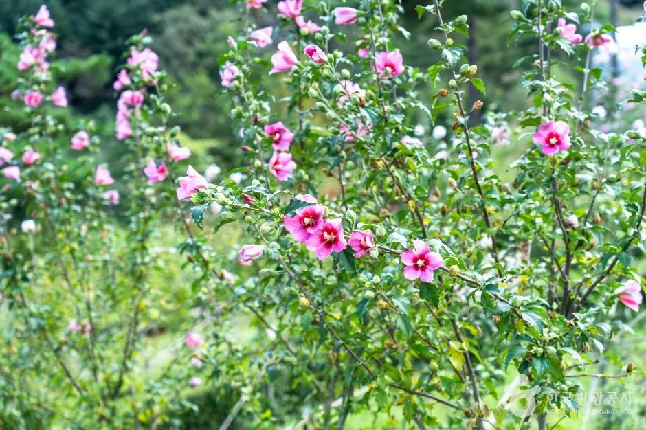 충남_보령_무궁화수목원_외부_1.jpg