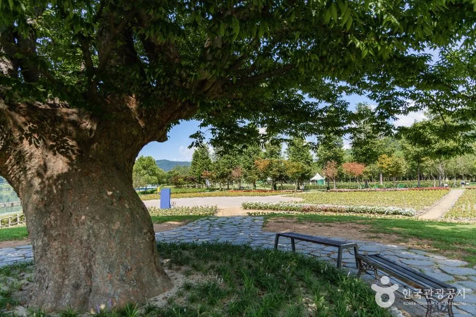 화천_거례리사랑나무 (5)