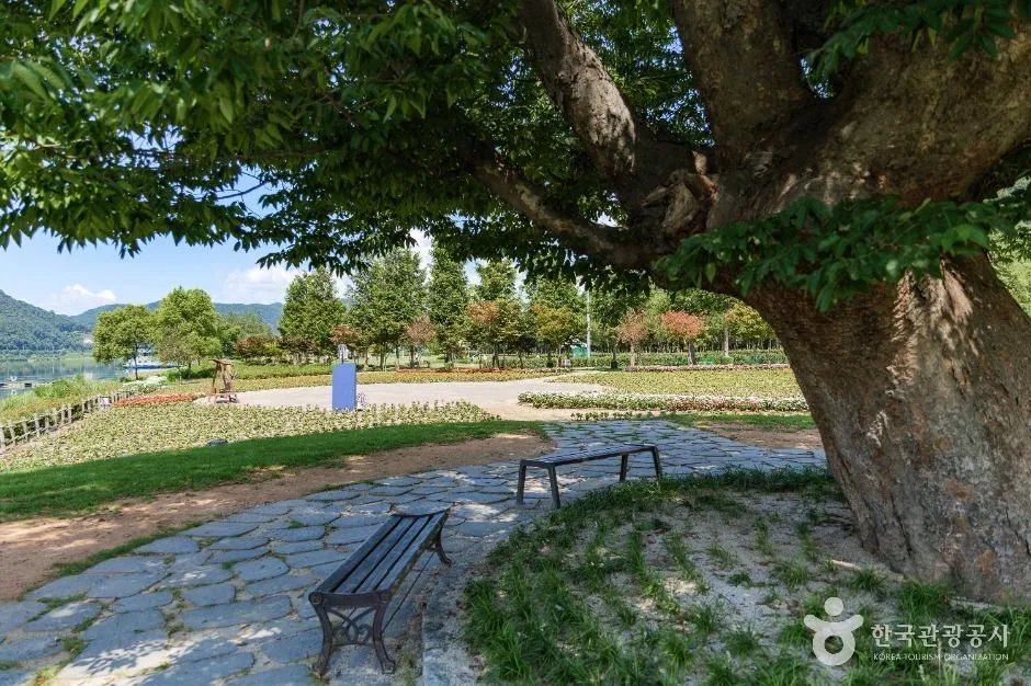 화천_거례리사랑나무 (4)
