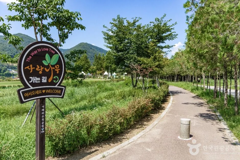 화천_거례리사랑나무 (6)
