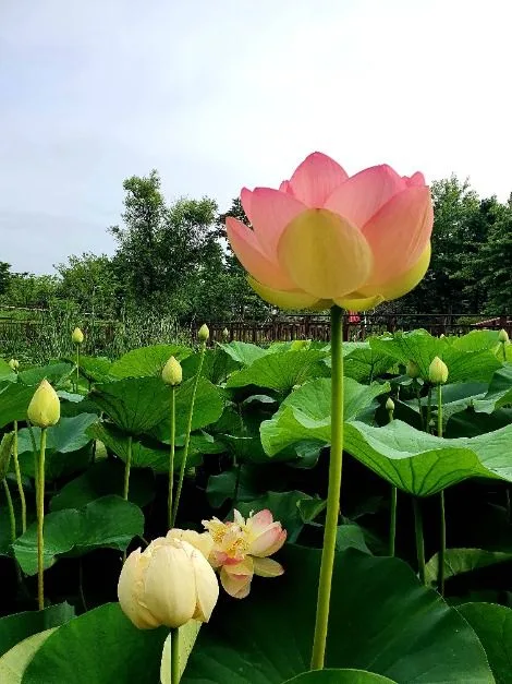 안산_바다향기수목원 (5)