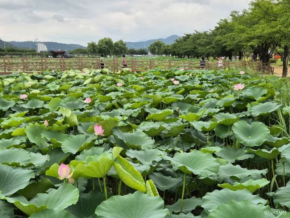 경북_구미_지산샛강생태공원 (5)