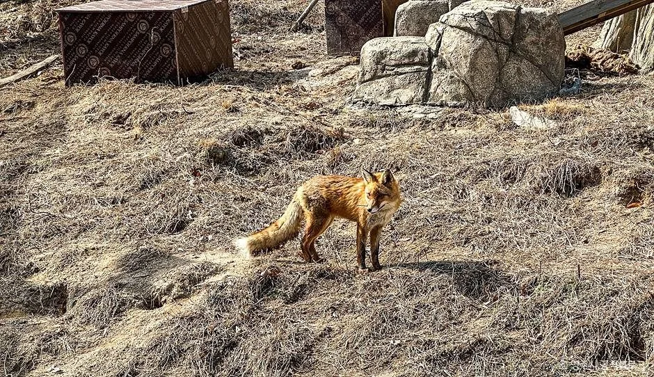 영주_여우생태관찰원 (11)