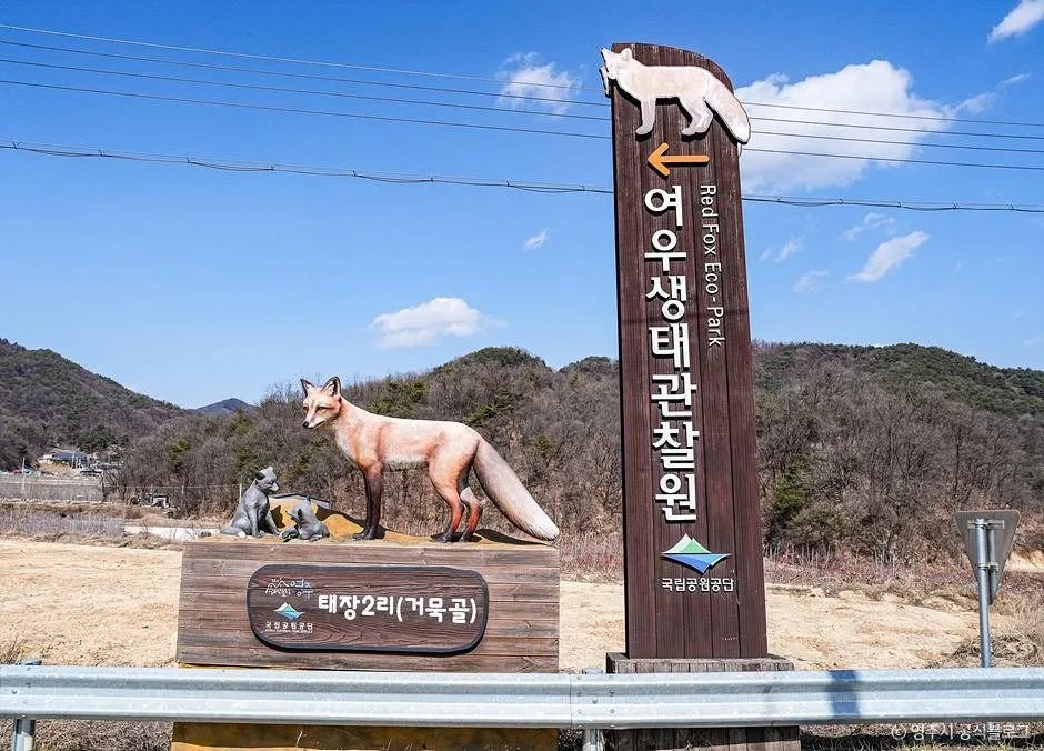 영주_여우생태관찰원 (2)
