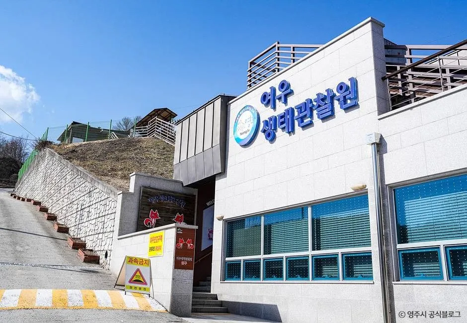 영주_여우생태관찰원 (7)