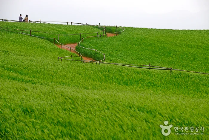 메밀밭에서 '도깨비 신부' 되어볼까