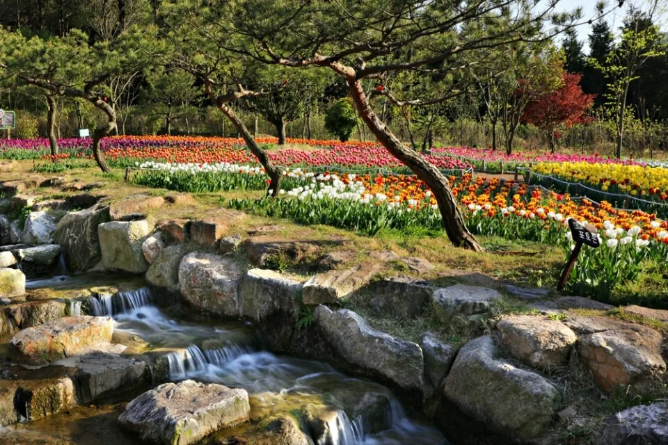 장흥 하늘빛수목원 튤립축제_05