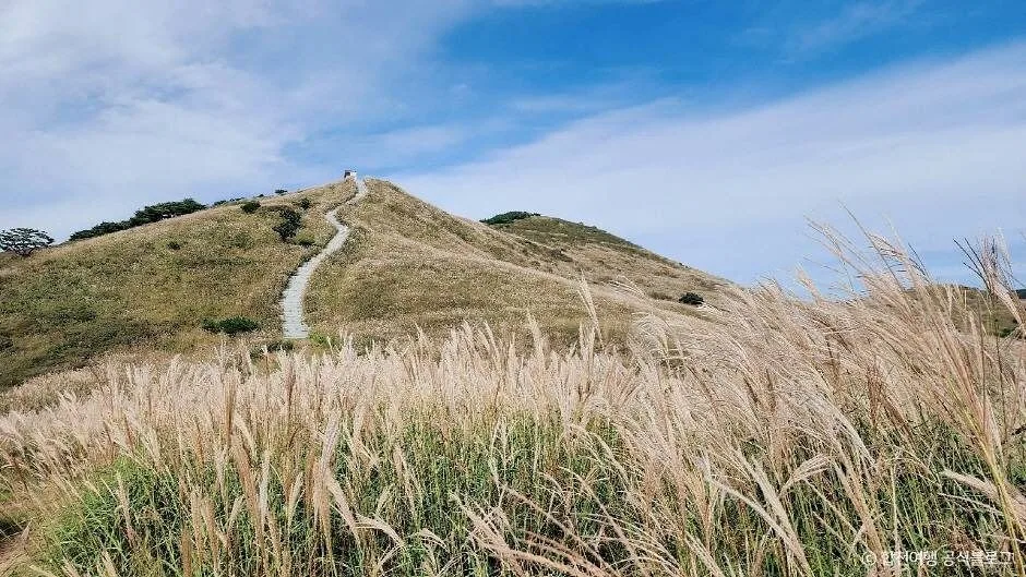 합천_황매산 억새군락지 (3)