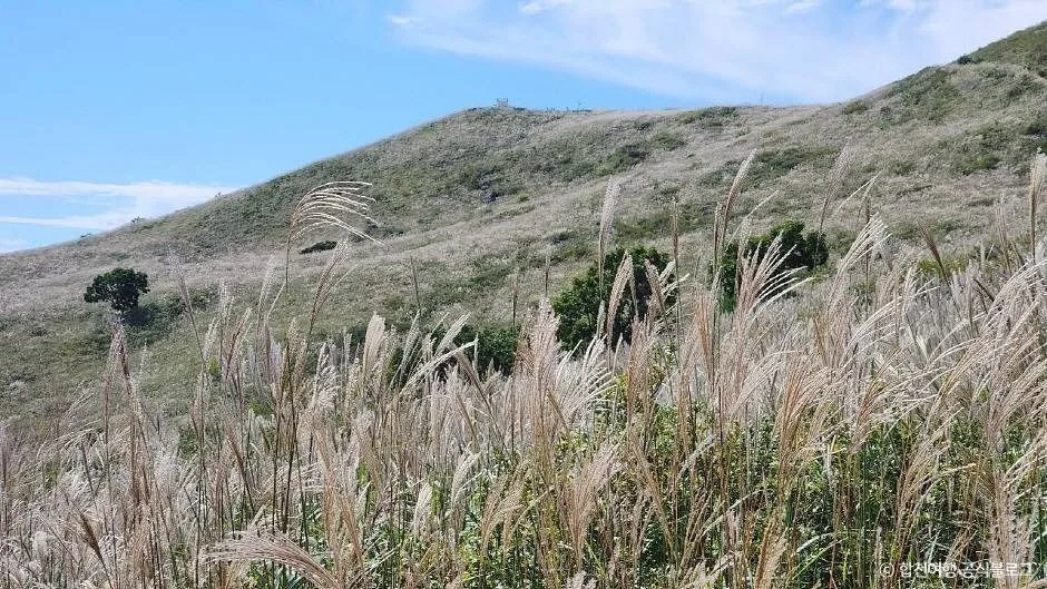 합천_황매산 억새군락지 (6)