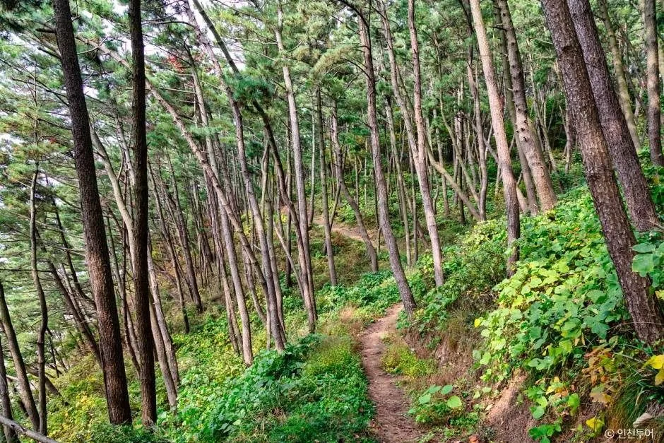 인천_승봉산림욕장 (2)