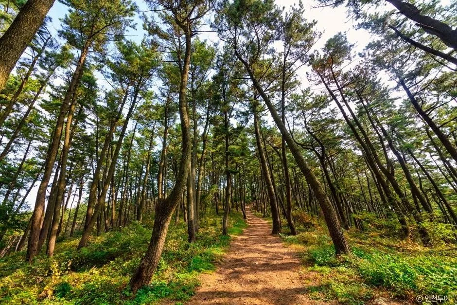 인천_승봉산림욕장 (5)