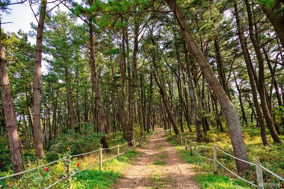 인천_승봉산림욕장 (4)