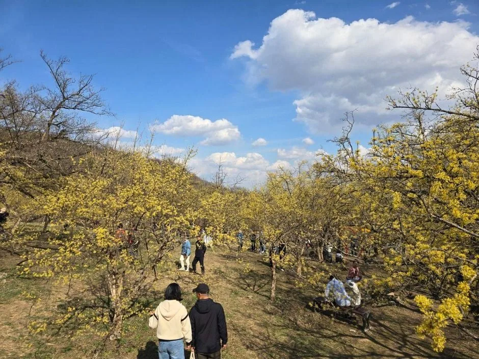 2025 이천백사 산수유꽃축제 1